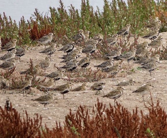 golden plover